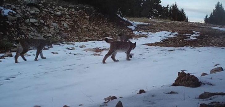 Burdur'da gündüz vakti vaşak görüntülendi G2