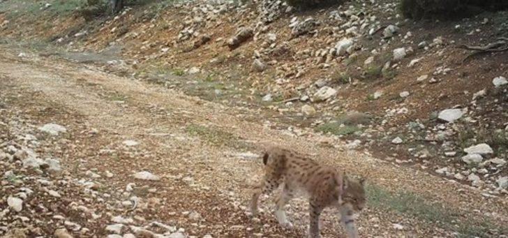 Burdur'da gündüz vakti vaşak görüntülendi G3