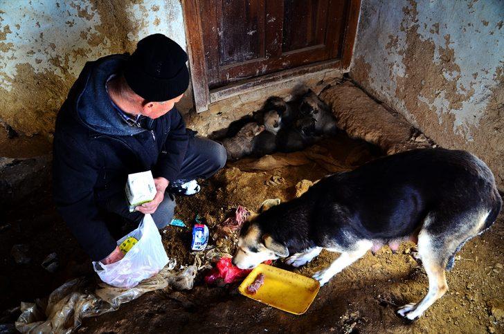 Emekli maaşıyla sahipsiz köpeklere bakıyor G2