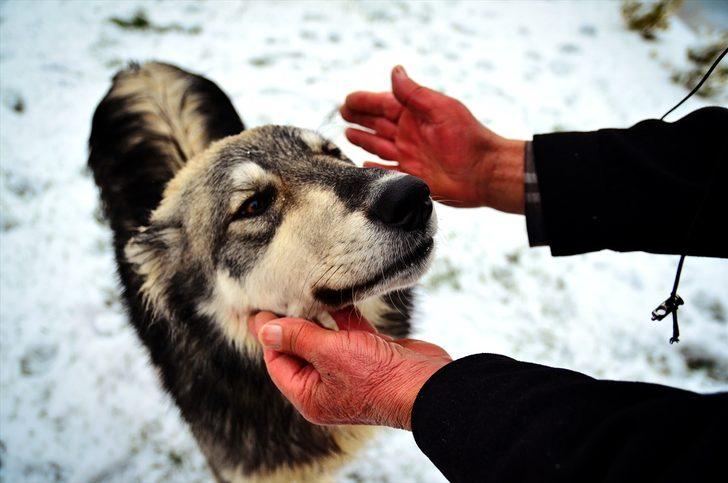 Emekli maaşıyla sahipsiz köpeklere bakıyor G3