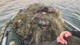 Sapanca Gölü'nde hayvanların telef olmasıyla ilgili Sakarya Valiliği'nden açıklama