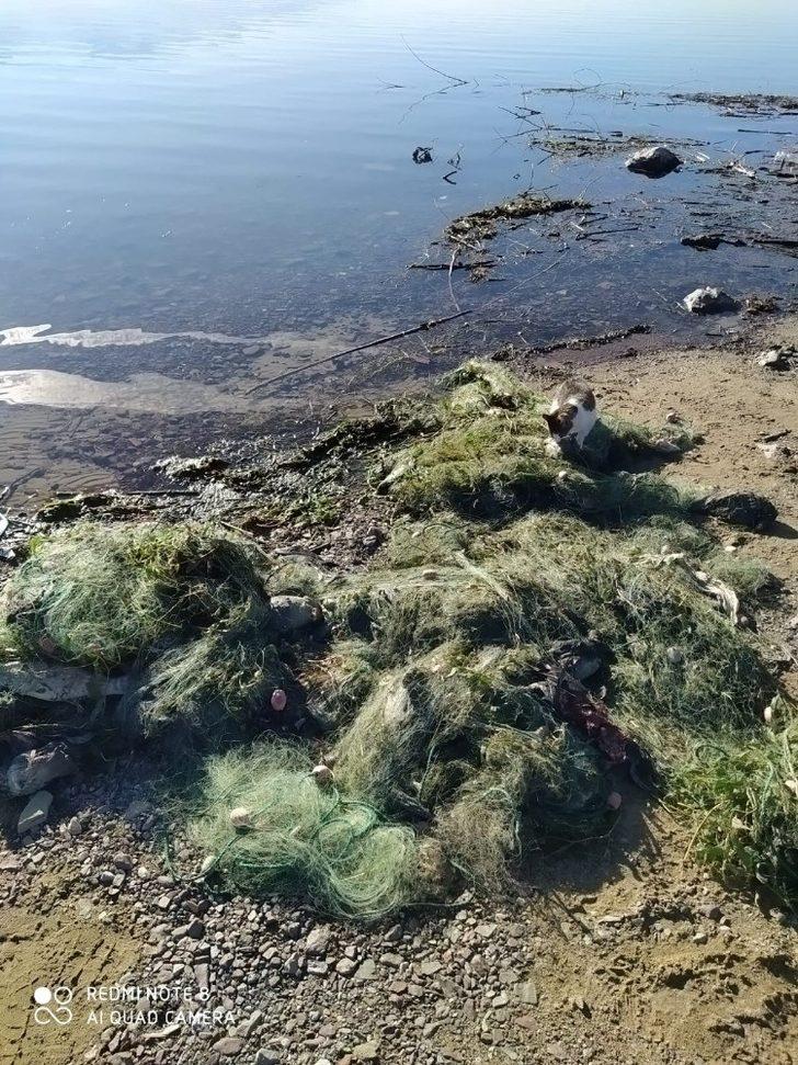 Sapanca Gölü'nde hayvanların telef olmasıyla ilgili Sakarya Valiliği'nden açıklama G4
