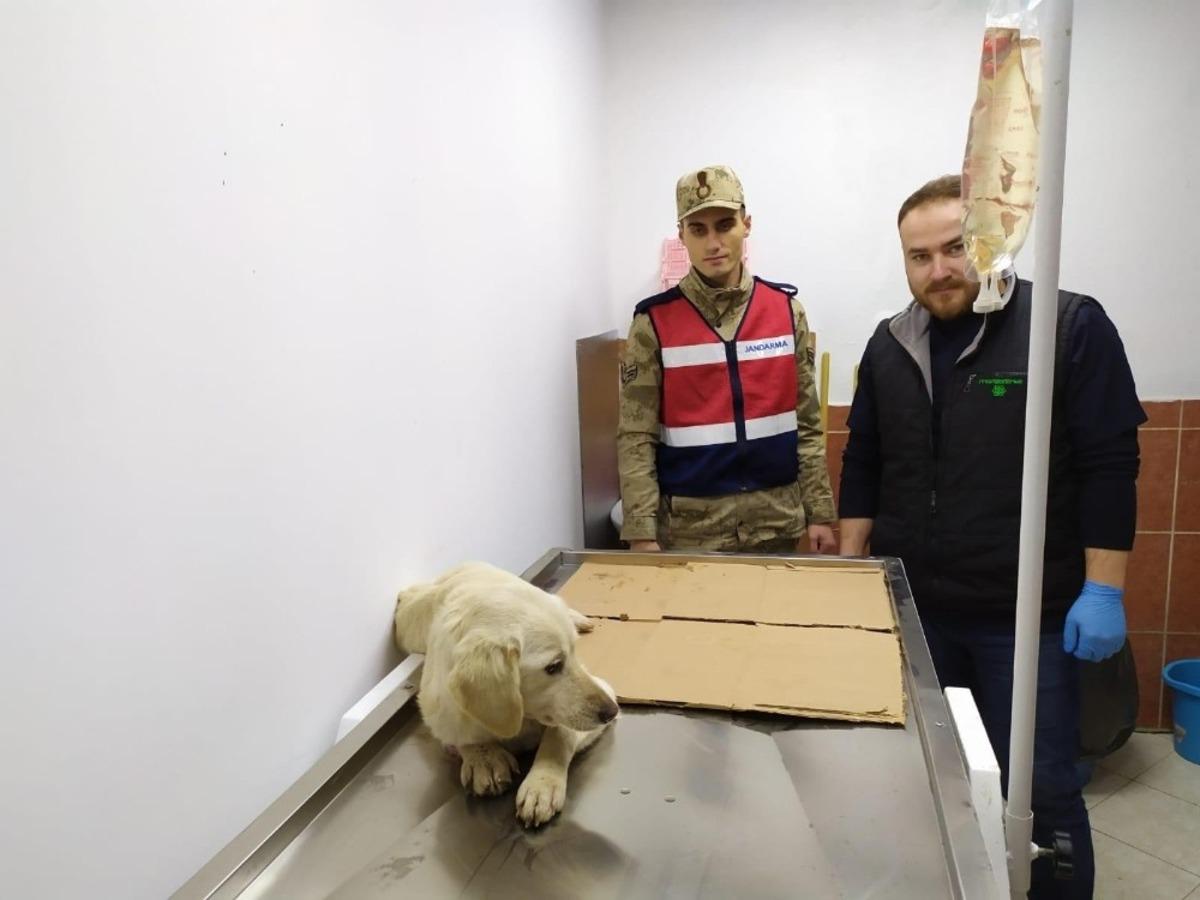 Jandarma yaralı k&ouml;peği tedavi ettirdi