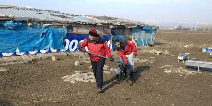 6 yaşındaki çocuk dehşeti yaşadı! 15 köpek saldırdı, kafa derisi parçalandı G2