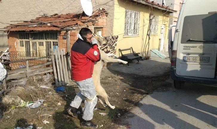 6 yaşındaki çocuk dehşeti yaşadı! 15 köpek saldırdı, kafa derisi parçalandı G3