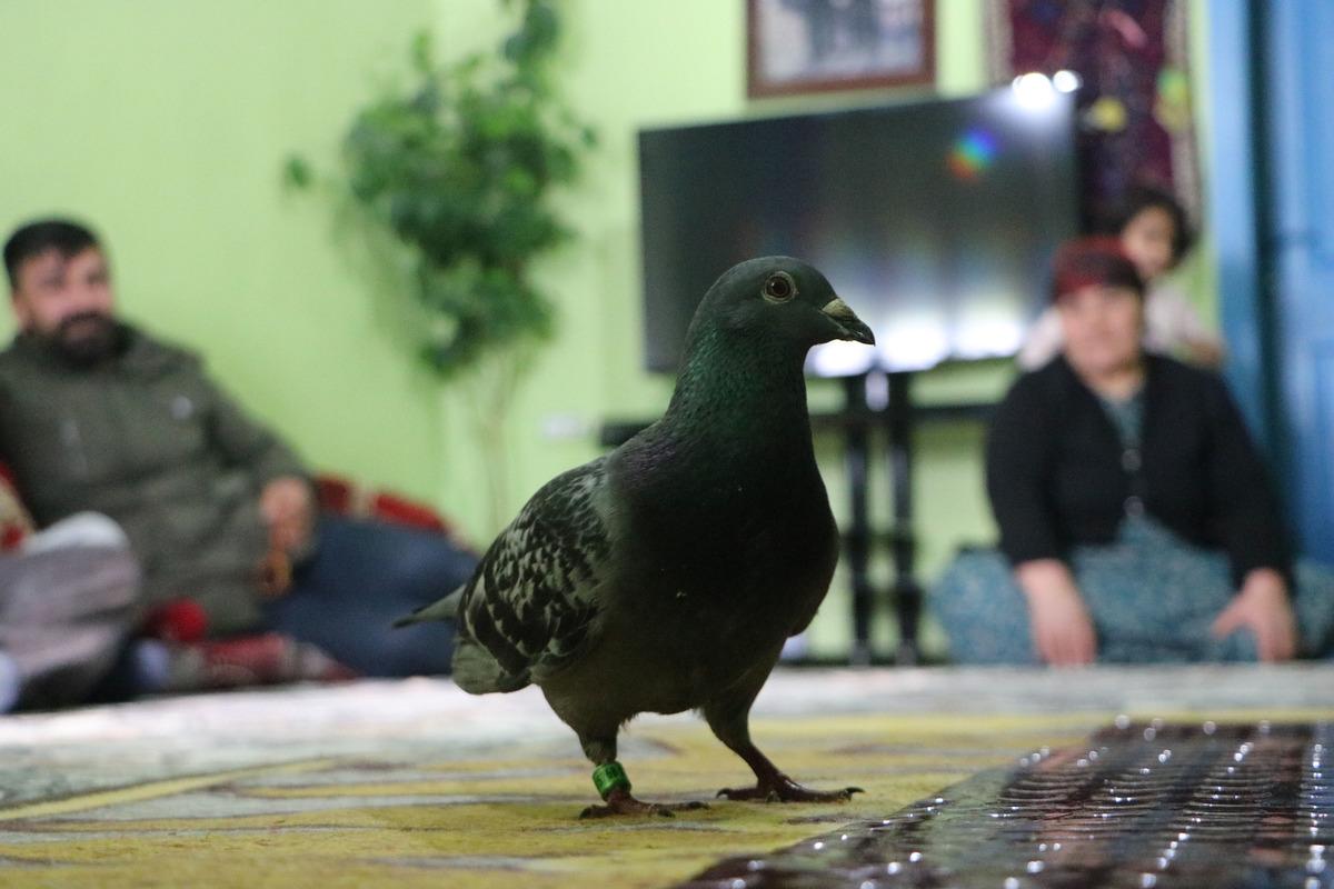 Y&uuml;kseova'da bulunan posta g&uuml;vercinin ayağındaki yazı dikkat &ccedil;ekti! 