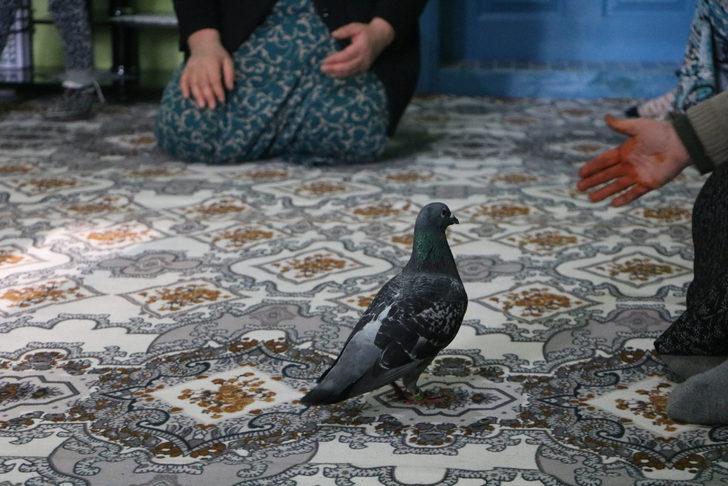 Yükseova'da bulunan posta güvercinin ayağındaki yazı dikkat çekti!  G1