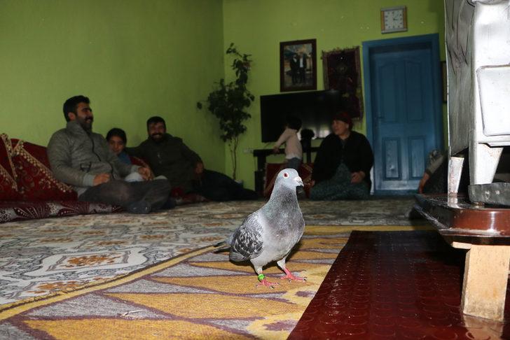 Yükseova'da bulunan posta güvercinin ayağındaki yazı dikkat çekti!  G4