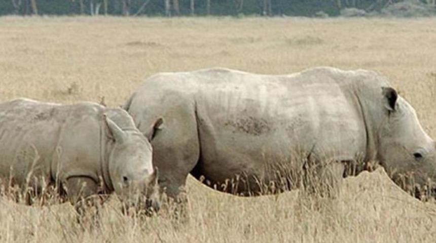 Dünyanın en yaşlısıydı! Fausta vefat etti