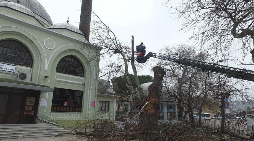 Asırlık kavak ağacı &ccedil;&uuml;r&uuml;meye yenik d&uuml;şt&uuml;