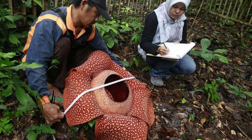 D&uuml;nyanın en b&uuml;y&uuml;ğ&uuml;: &Ccedil;&uuml;r&uuml;m&uuml;ş et gibi kokuyor!