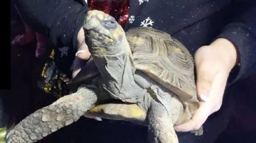 Evde tek kalan '&ouml;fkeli' kaplumbağa yangın &ccedil;ıkardı