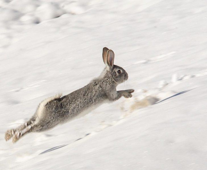 Akdamar Adası’nın daimi misafirleri tavşanlar G1