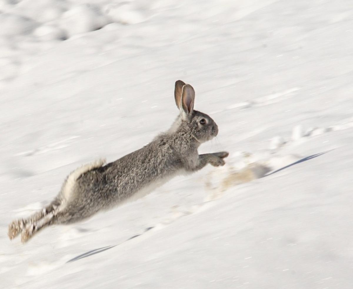 Akdamar Adası&rsquo;nın daimi misafirleri tavşanlar