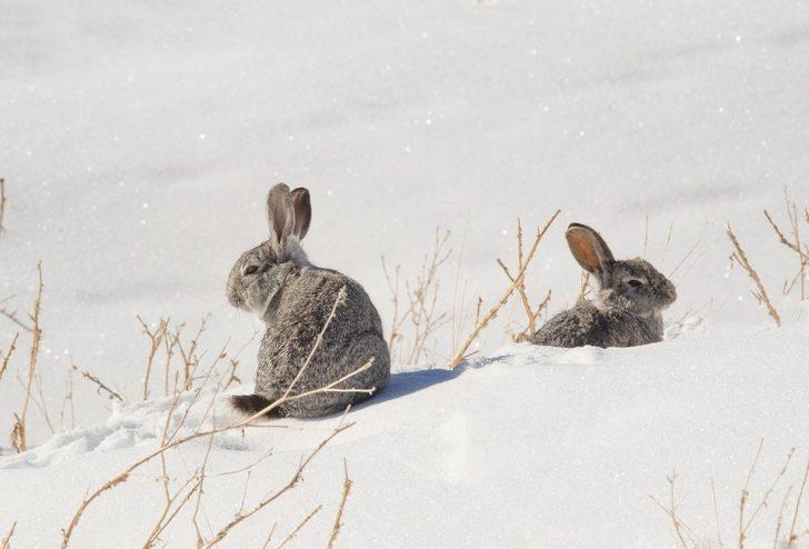 Akdamar Adası’nın daimi misafirleri tavşanlar G2