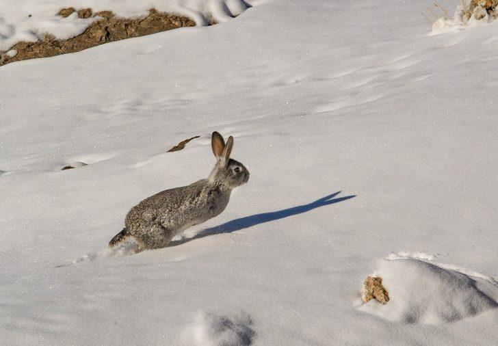 Akdamar Adası’nın daimi misafirleri tavşanlar G3