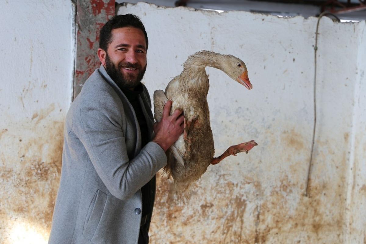 Varto B&uuml;y&uuml;kbaş hayvanlarını satıp kaz &ccedil;iftliği kurdu