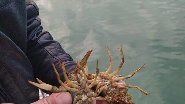 Eğirdir Gölü’nde kaçak avlanan 100 kilogram canlı kerevit göle iade edildi