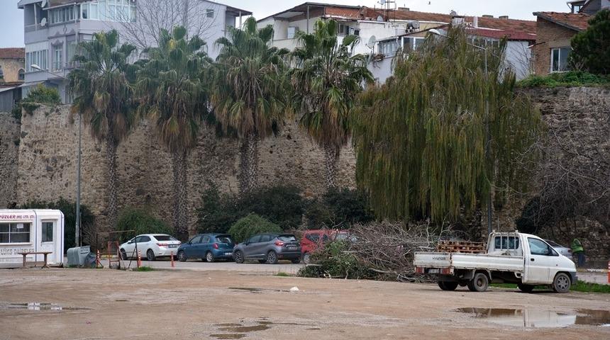Sinop’ta ağaç bakım çalışmaları sürüyor