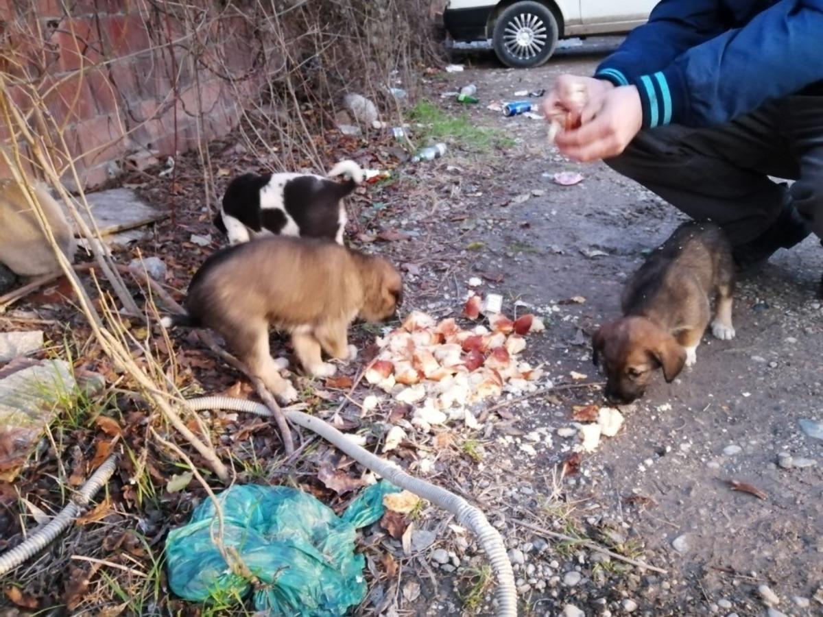 Sakarya&rsquo;da yavru k&ouml;pekler &ccedil;uvala koyularak &ouml;l&uuml;me terk edildi!