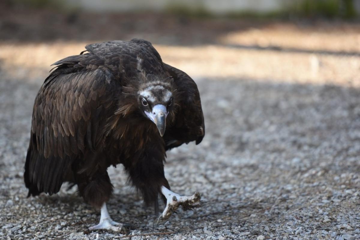 Yaralı akbaba hayvan bakımevinin maskotu oldu