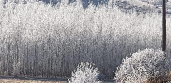 Doğu Anadolu buz kesti: Erzurum, Ağrı ve Kars eksi 20’leri gördü G4