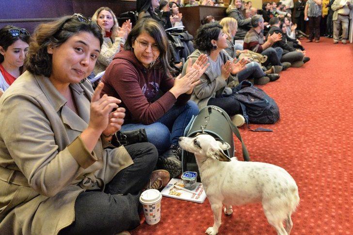 Büyükşehir Belediyesi, hayvanlara yönelik çalışmalarını sürdürüyor G2