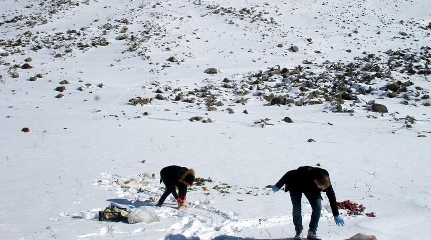 Av ve yaban hayvanları i&ccedil;in doğaya yem bırakıldı