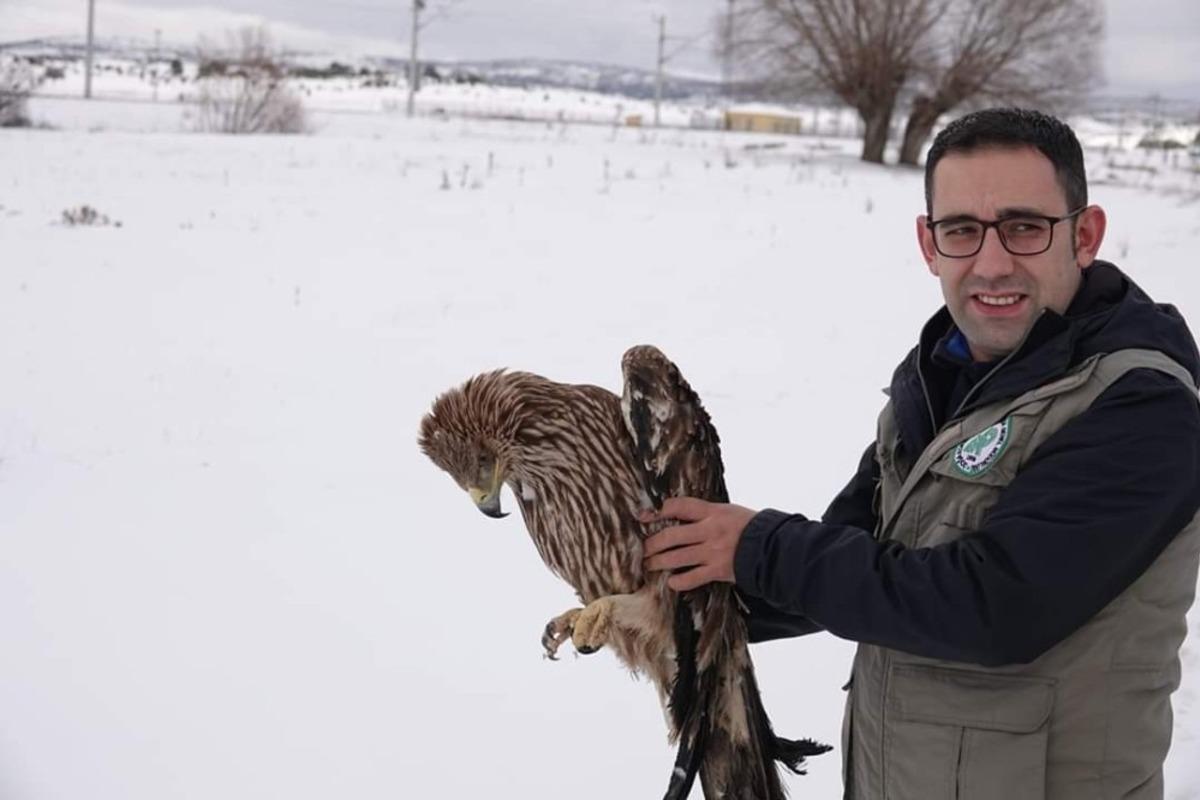 Sağlığına kavuşan şah kartalı doğaya salındı