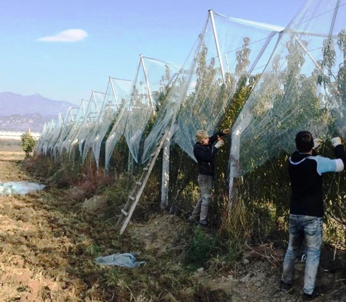Meyve bah&ccedil;esini file ile kapattı