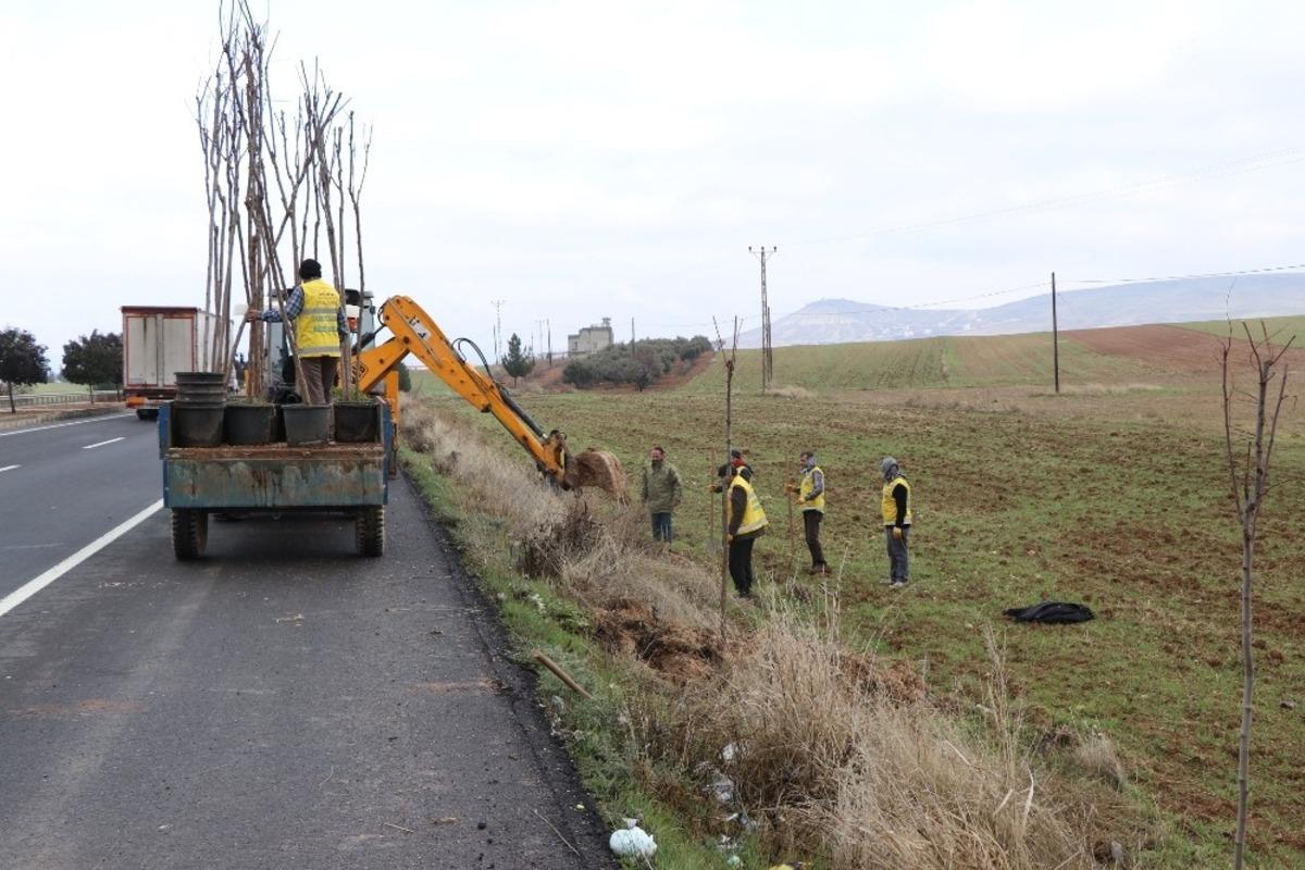 B&uuml;y&uuml;kşehir&rsquo;den &ccedil;evre yollarına ağa&ccedil; dikimi