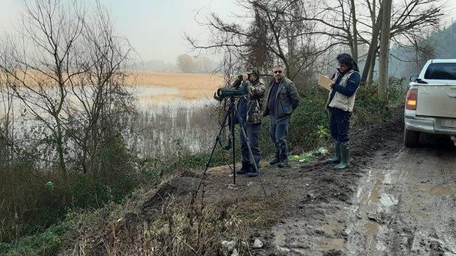 Düzce'deki Efteni Gölü'nde 21 çeşit su kuşu tespit edildi