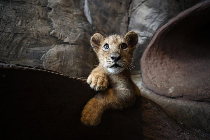 İşte Aslan Park'ın yeni yavruları! Yarı yıl tatilinde ziyaretçilerle buluşacak G1