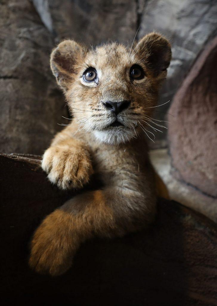 İşte Aslan Park'ın yeni yavruları! Yarı yıl tatilinde ziyaretçilerle buluşacak G2