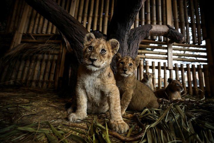 İşte Aslan Park'ın yeni yavruları! Yarı yıl tatilinde ziyaretçilerle buluşacak G4