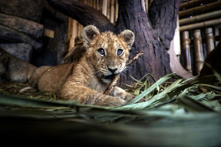 İşte Aslan Park'ın yeni yavruları! Yarı yıl tatilinde ziyaretçilerle buluşacak G5