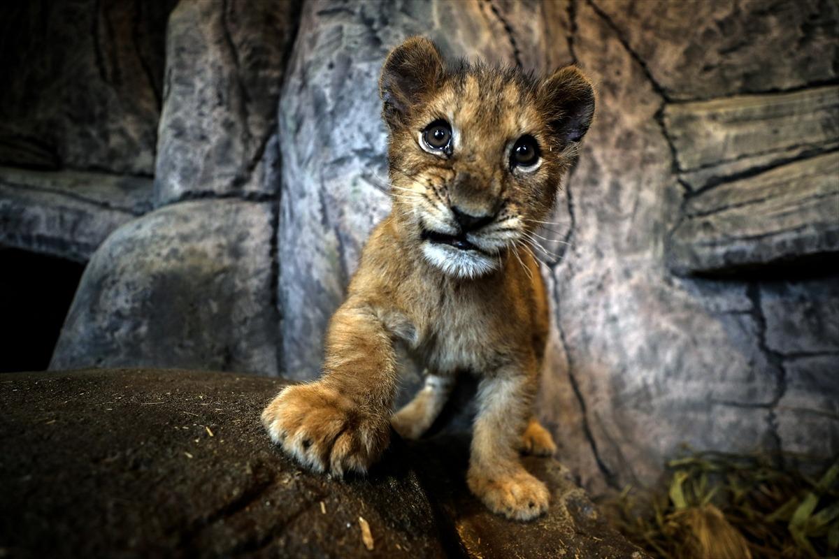 İşte Aslan Park'ın yeni yavruları! Yarı yıl tatilinde ziyaret&ccedil;ilerle buluşacak