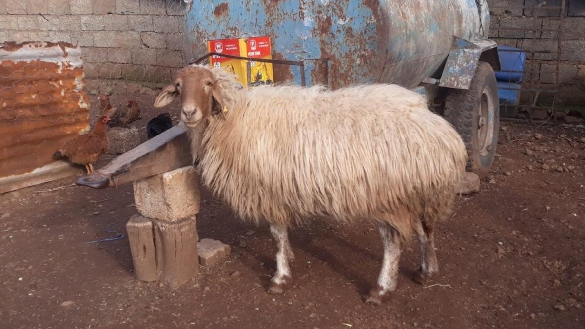 İslahiye&rsquo;deki hırsızlıkların failleri yakalandı
