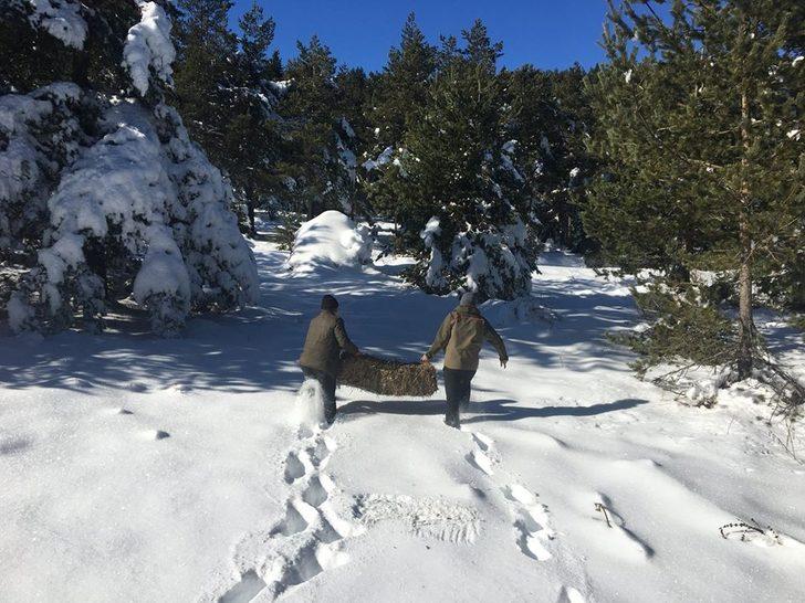 Bolu’da yaban hayvanları için yem bırakıldı G5
