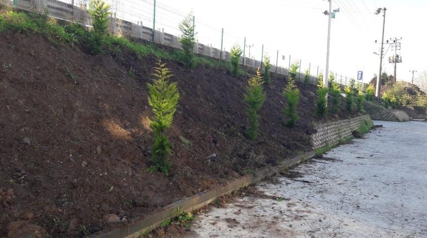 D-130 Karayolu yeşillendirildi