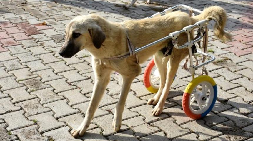 Mersin'de sakat kedi ve k&ouml;pek y&uuml;r&uuml;te&ccedil;le hayata tutundu