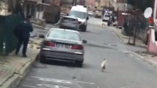 Horozun intikamı! Postacı taş attı, neye uğradığını şaşırdı