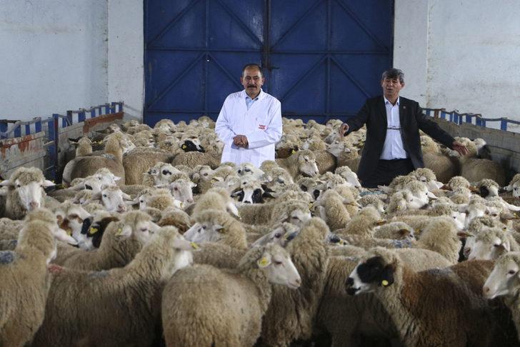 150 bin hayvanın soy kütüğü oluşturulacak G2