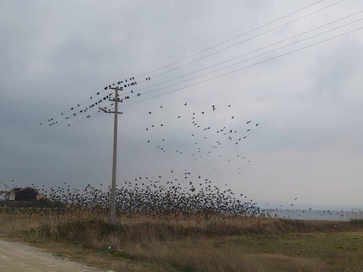 Binlerce sığırcık kuşu meyve bahçelerine dadandı G1