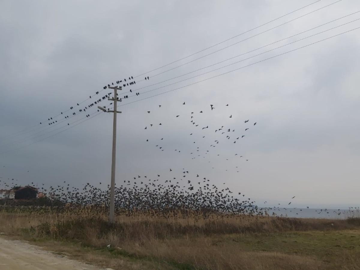 Binlerce sığırcık kuşu meyve bah&ccedil;elerine dadandı