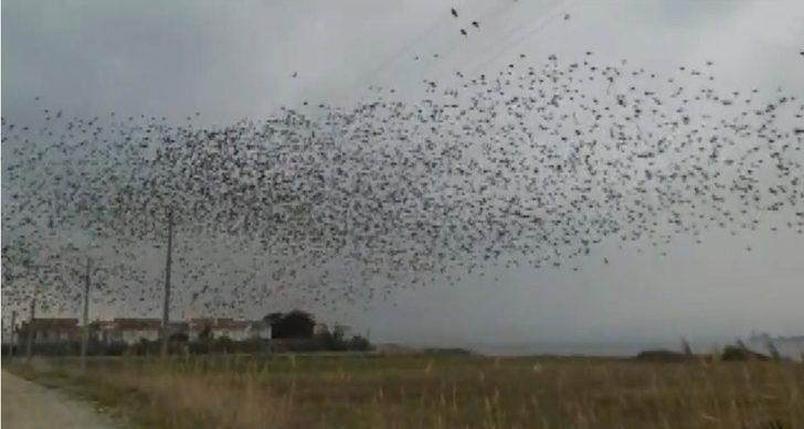Binlerce sığırcık kuşu meyve bahçelerine dadandı G2