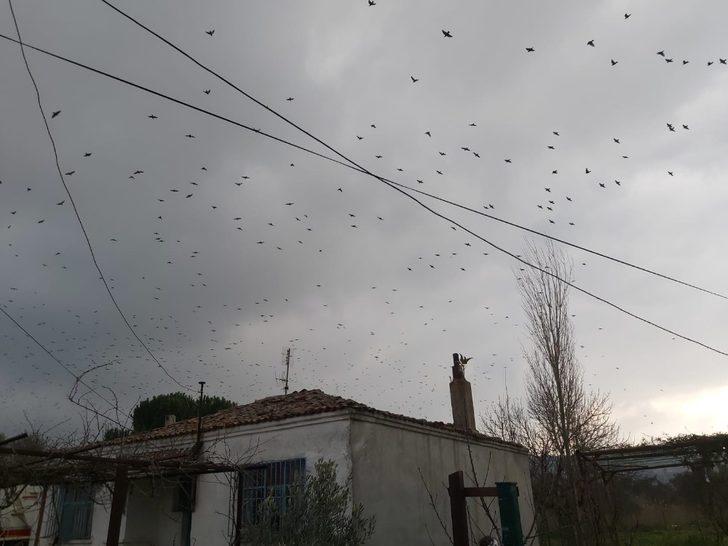 Binlerce sığırcık kuşu meyve bahçelerine dadandı G3