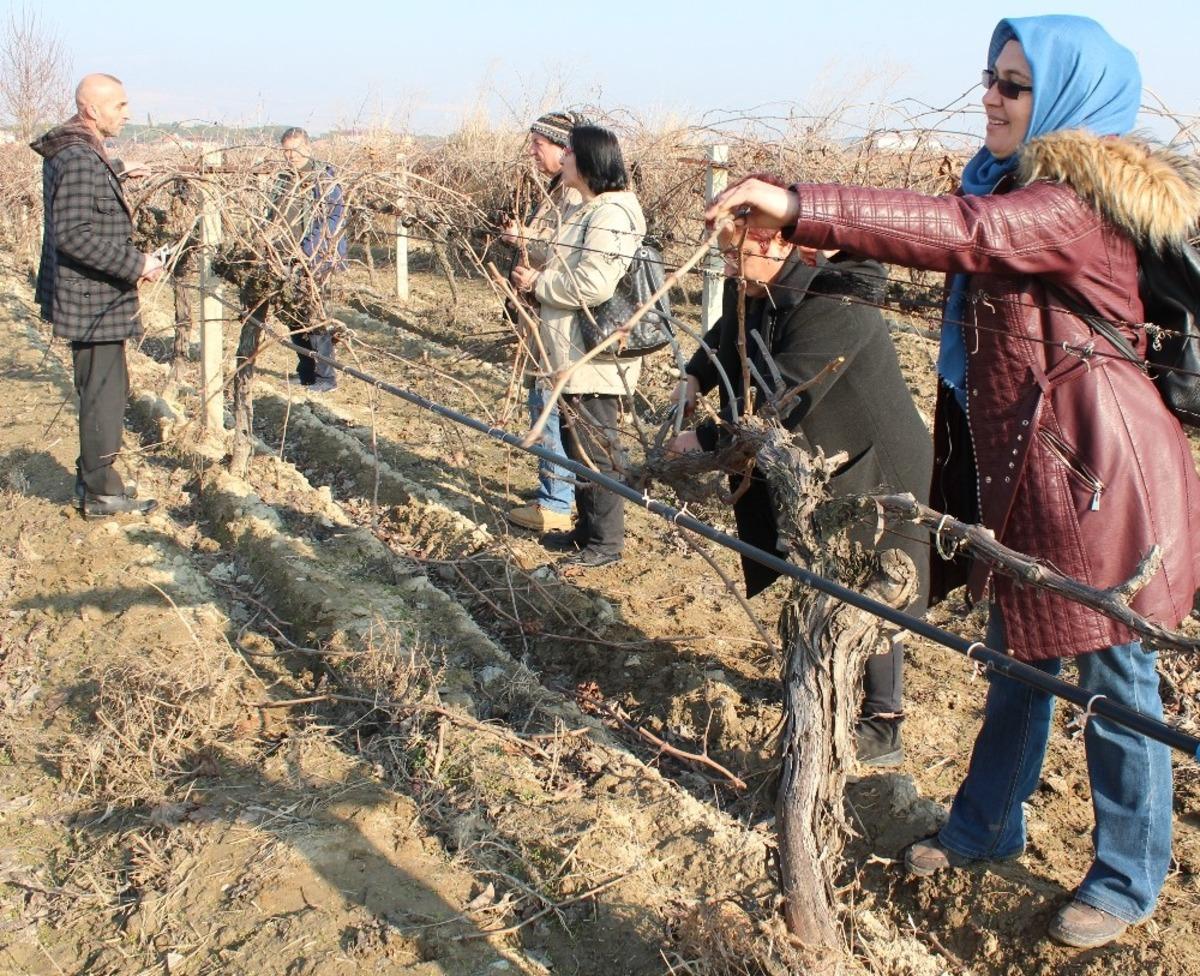 Alaşehir&rsquo;de bağ budama kurslarına yoğun ilgi