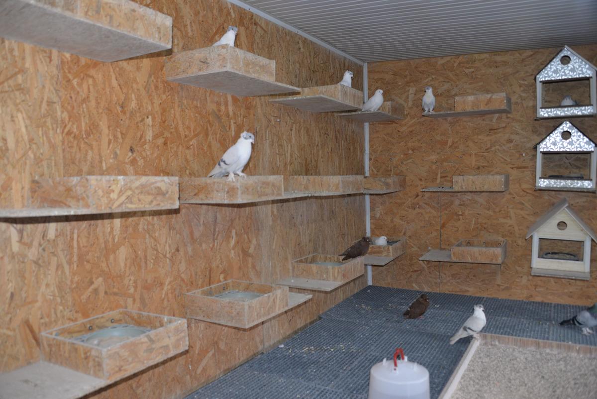 Diyarbakır'da g&uuml;vercin oteline yoğun talep! Aralarında doktor, m&uuml;hendis ve iş adamları da var