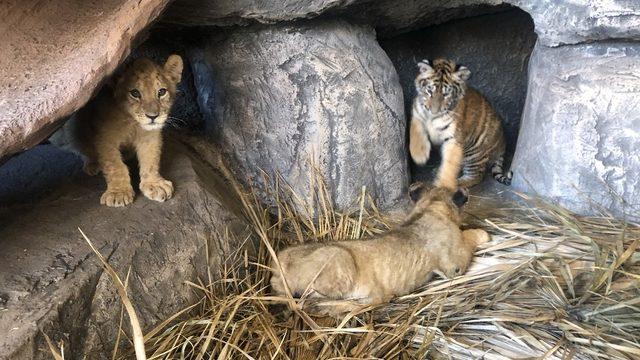 Çocuklar, sömestr tatilinde aslan ve kaplan yavrularını sevme fırsatı bulacaklar